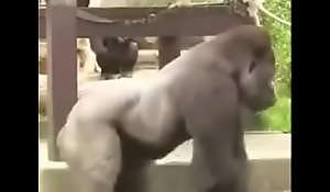 Tremendo gorilon en el zoológico